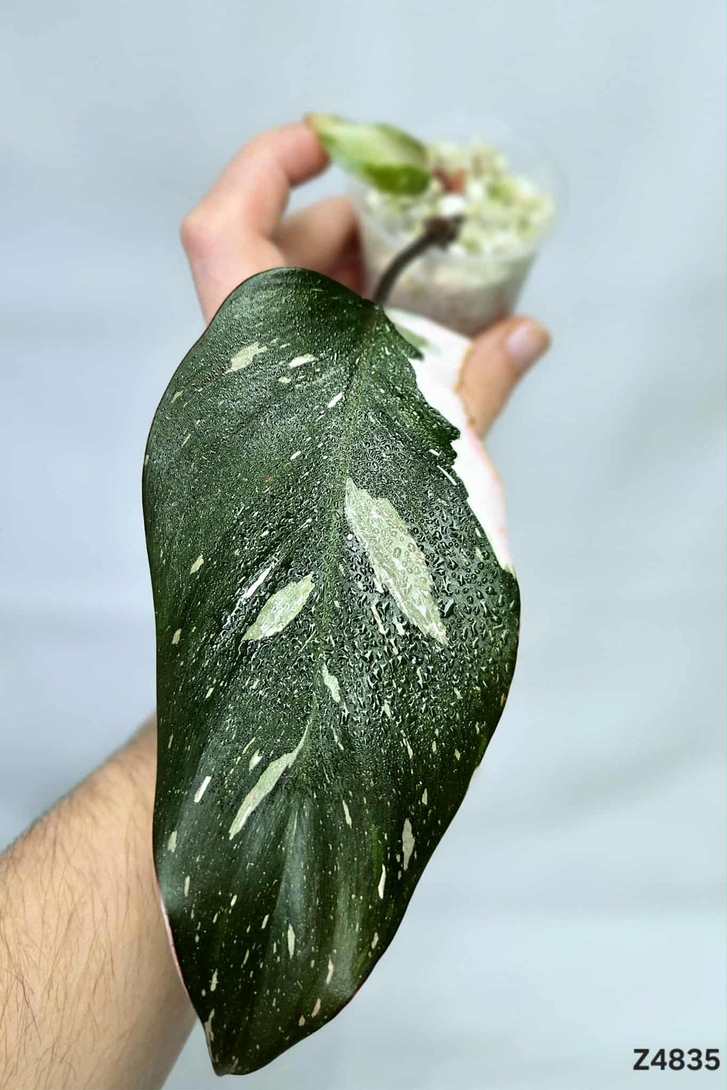 Philodendron Red Anderson #Z4835