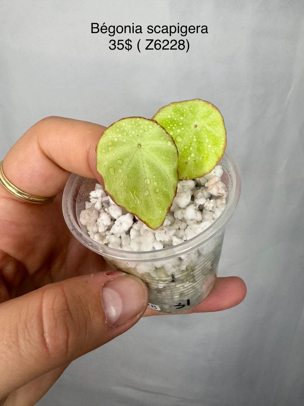 Bégonia scapigera Z6228