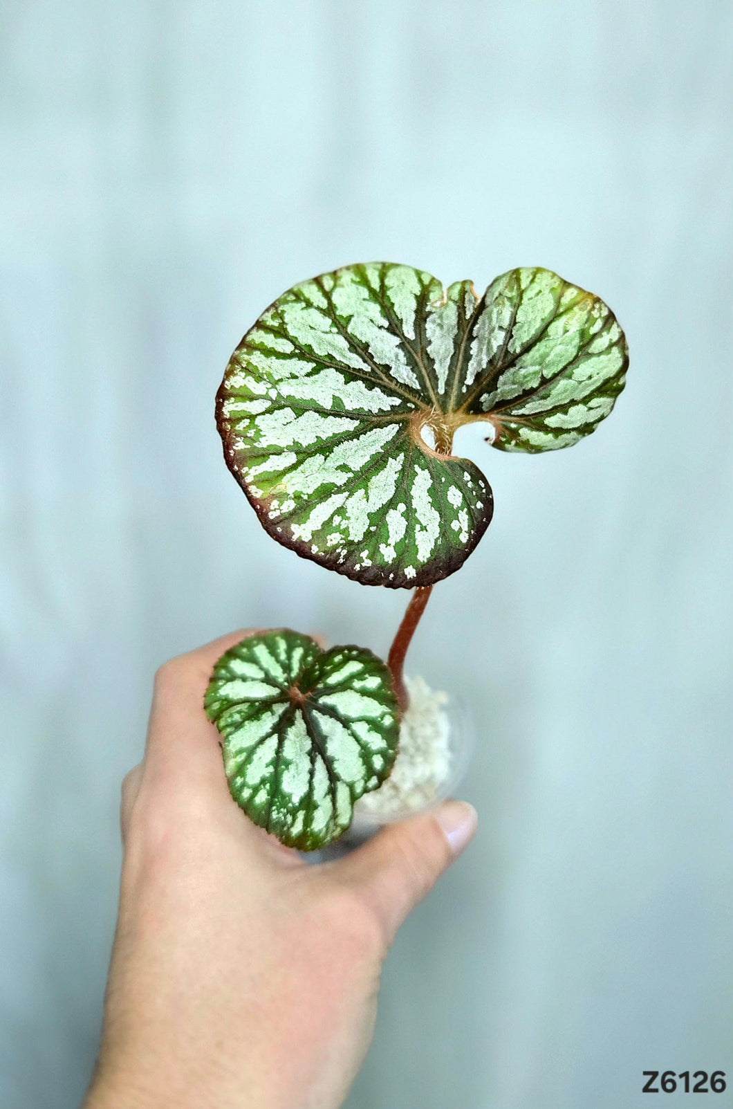 Bégonia No Id  #Z6126