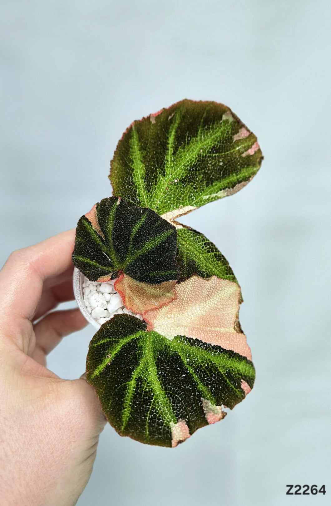 Bégonia SoliMutata Variegata #Z2264