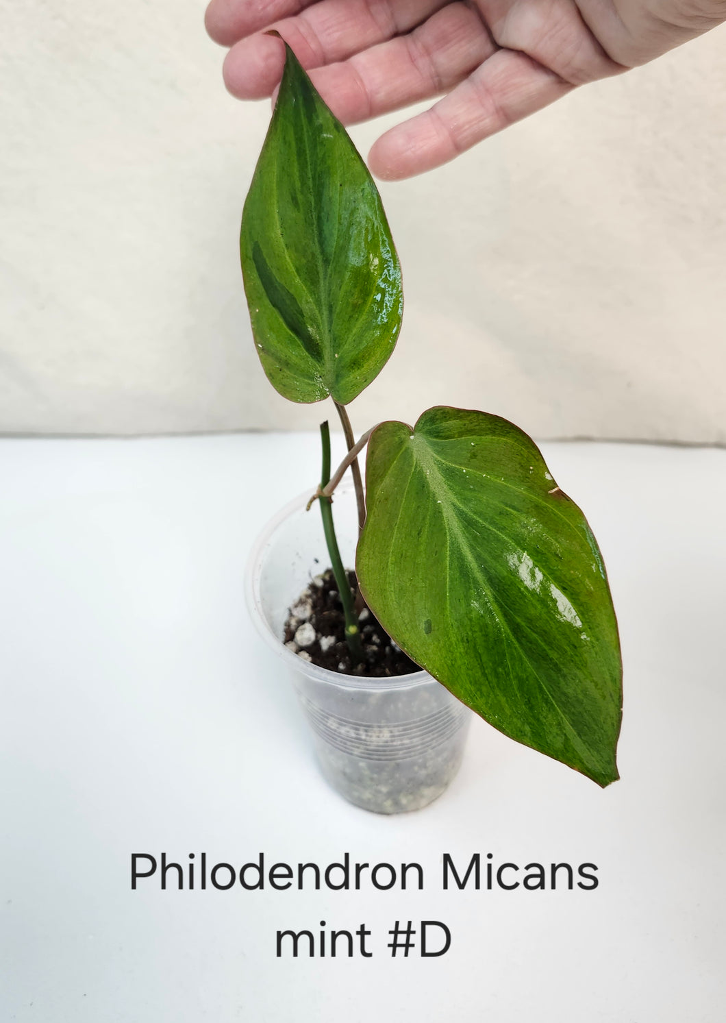 Philodendron Mican mint #D
