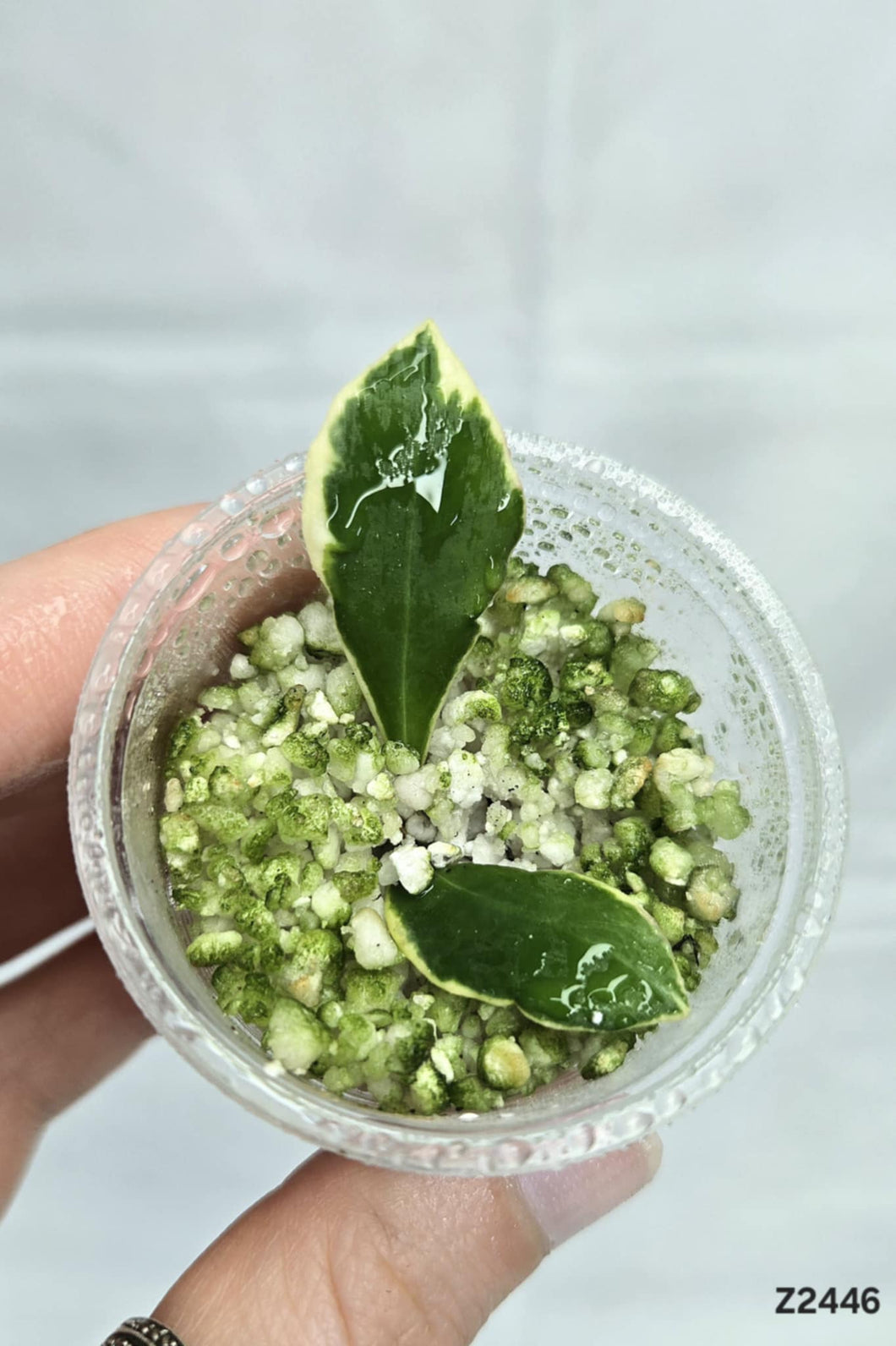 Hoya Heuschkeliana Albo⭐️ #Z2446