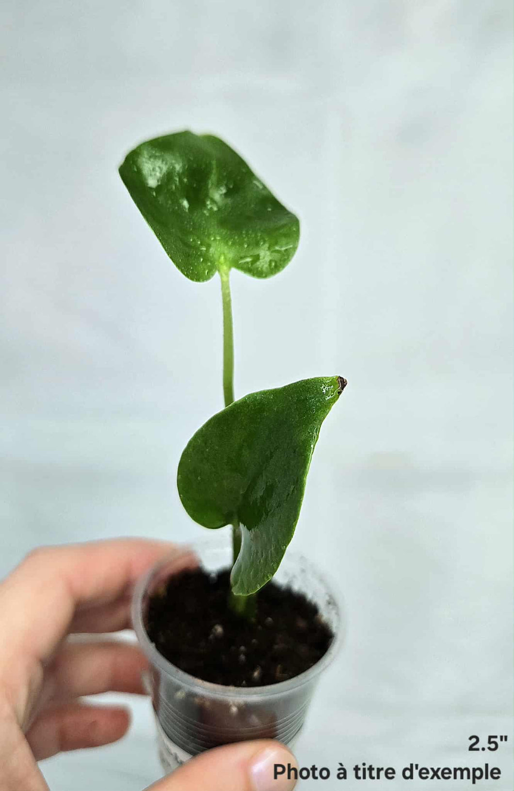 Monstera deliciosa