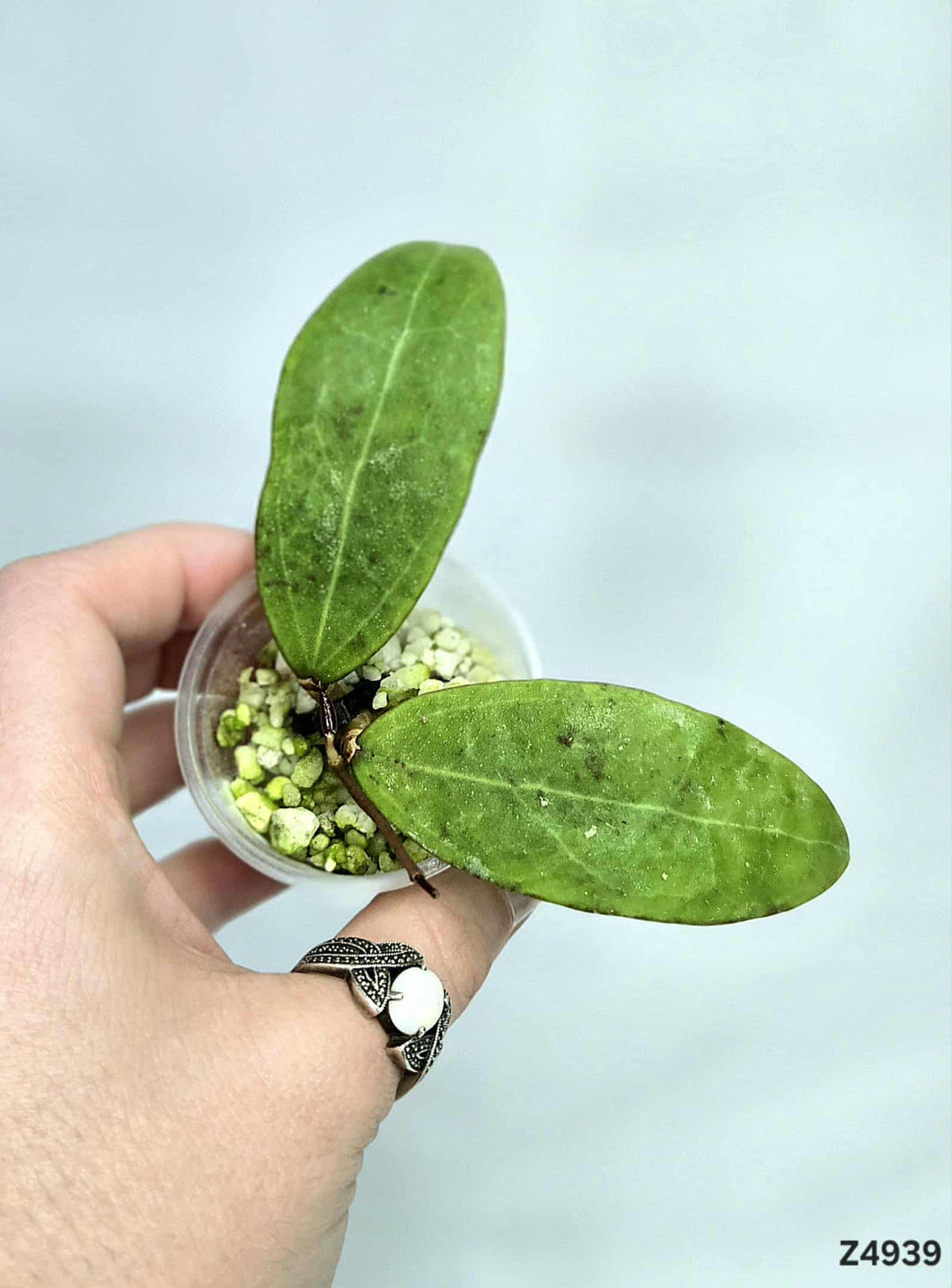 Hoya Parasitica ⭐️ #Z4939