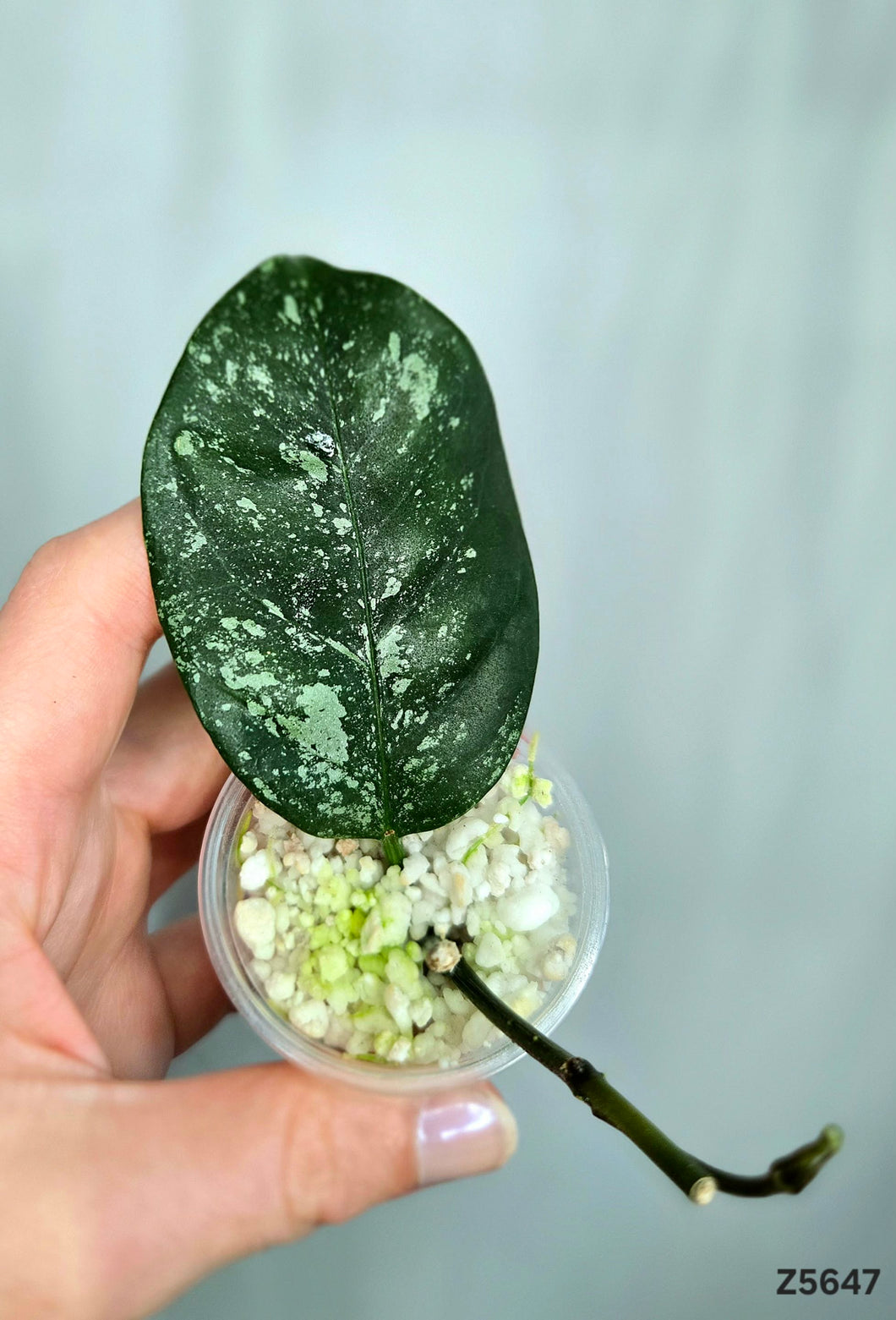 Hoya Coriacea Splash ⭐️ #Z5647