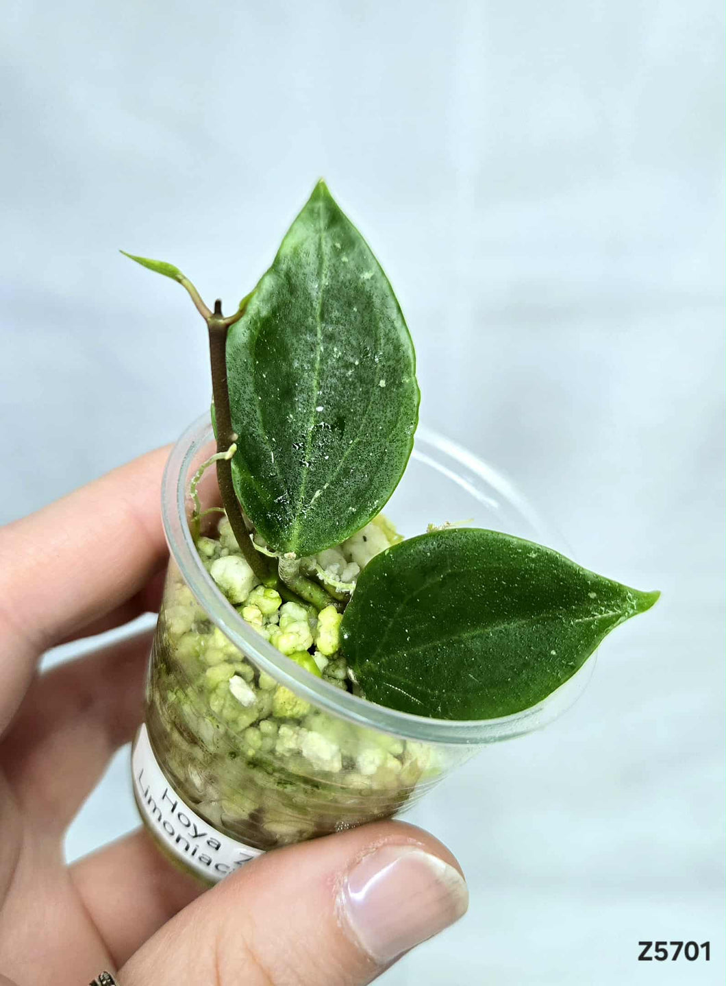 Hoya Limoniaca ⭐️ #Z5701