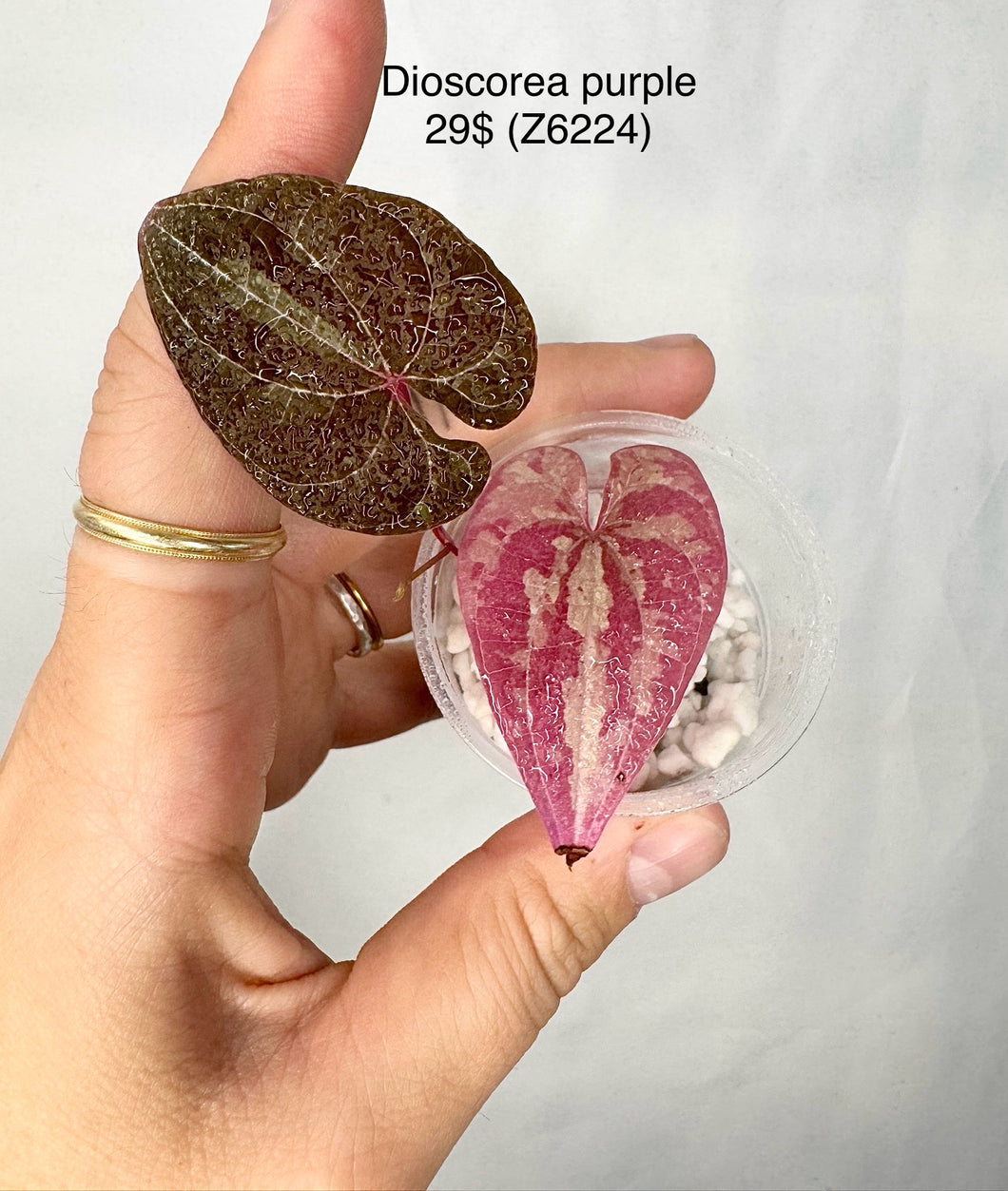 Dioscorea Purple Z6224