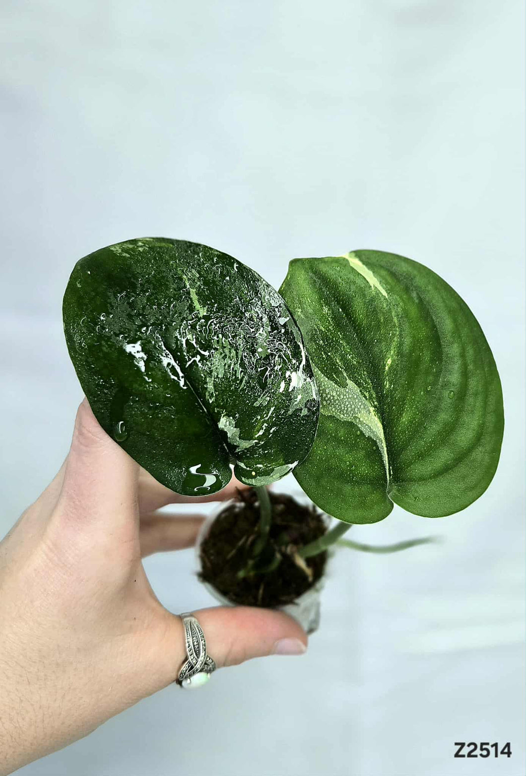 Scindapsus Jade Satin Variegata #Z2514