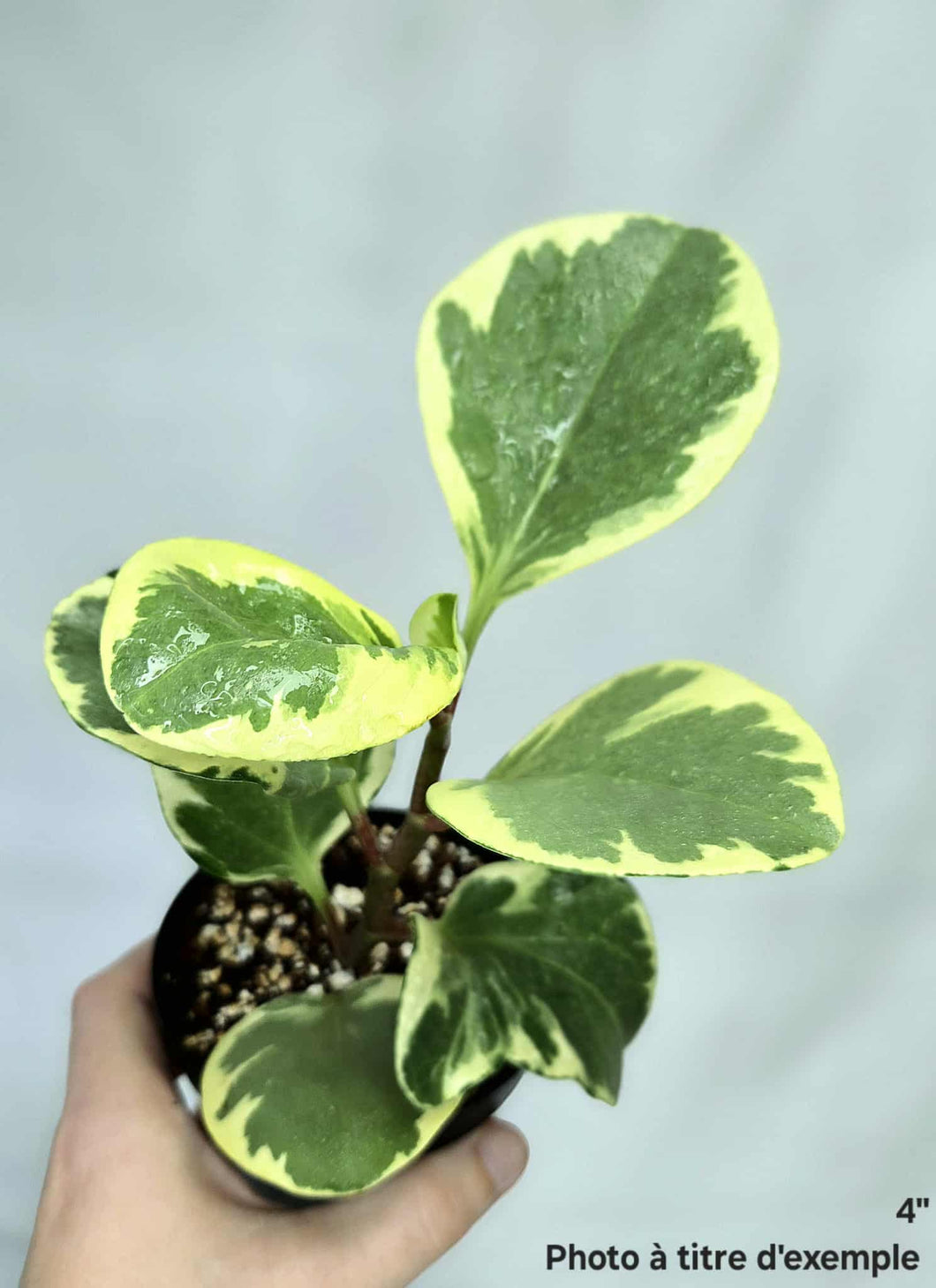 Peperomia obtusifolia variegata⭐️
