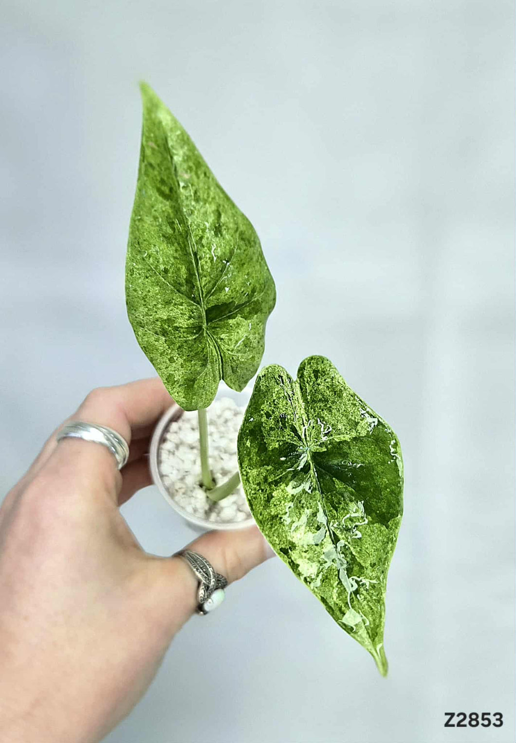 Alocasia Epilithica Marble #Z2853