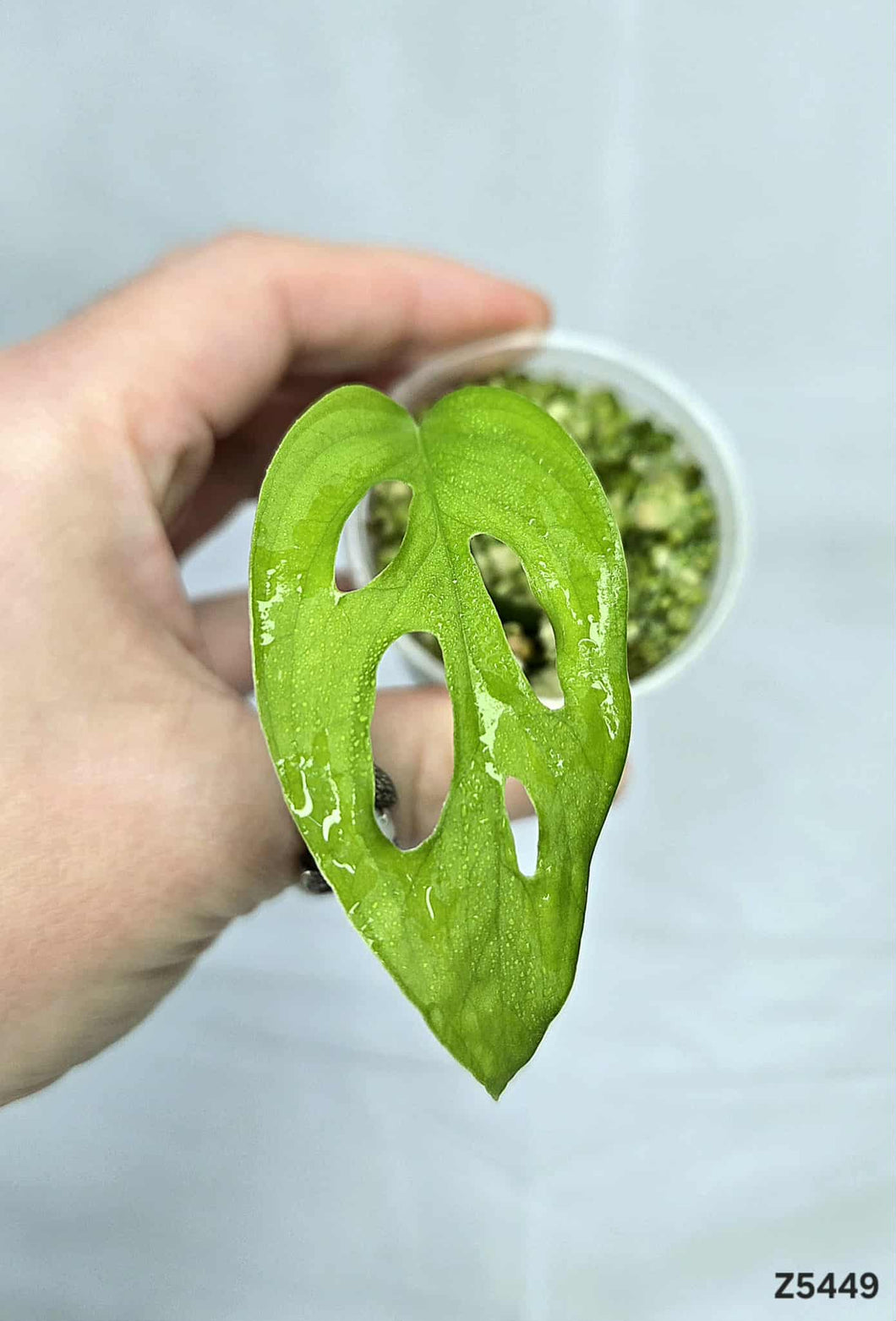 Monstera Adansonii Blanchetti #Z5449