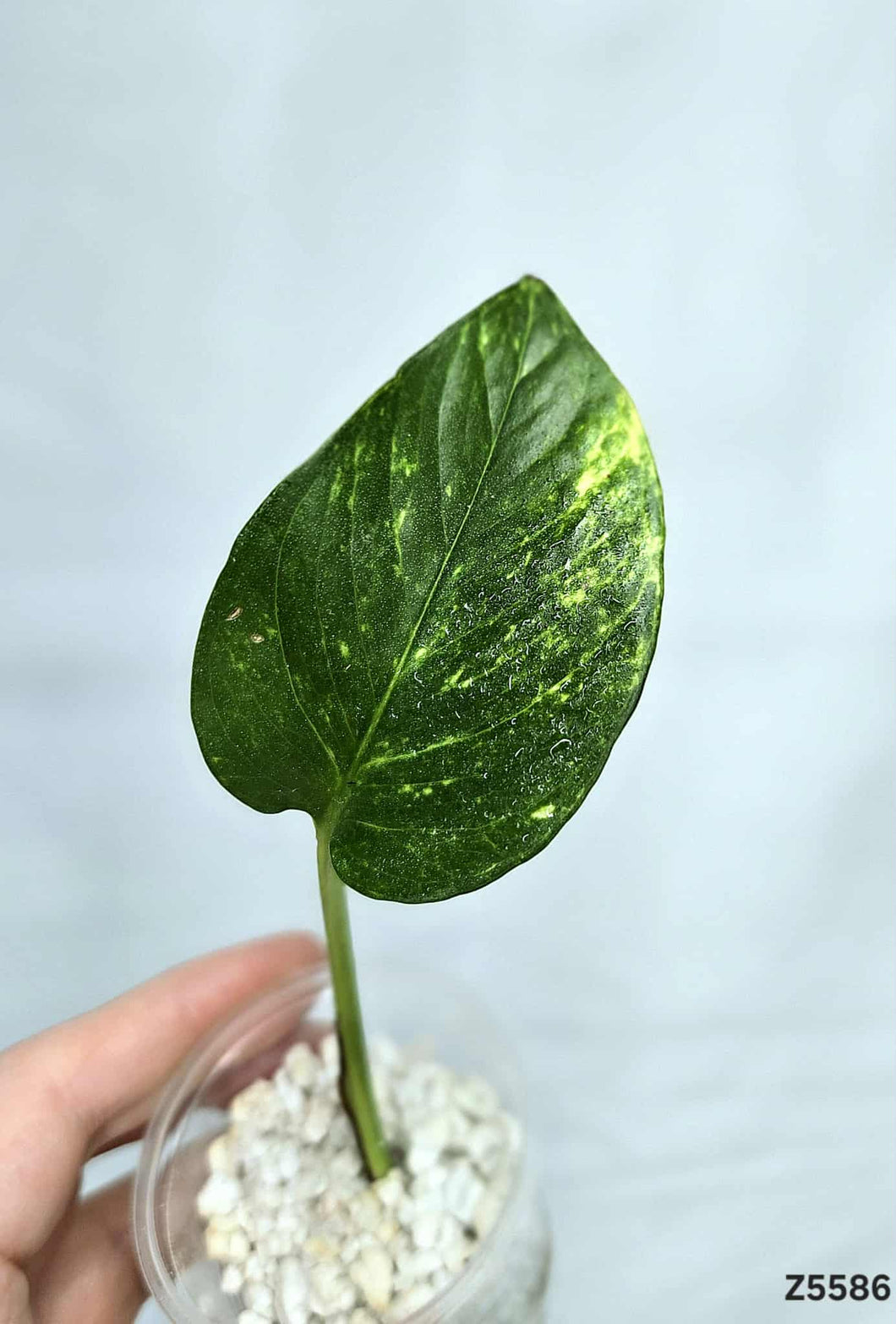 Golden Pothos #Z5586