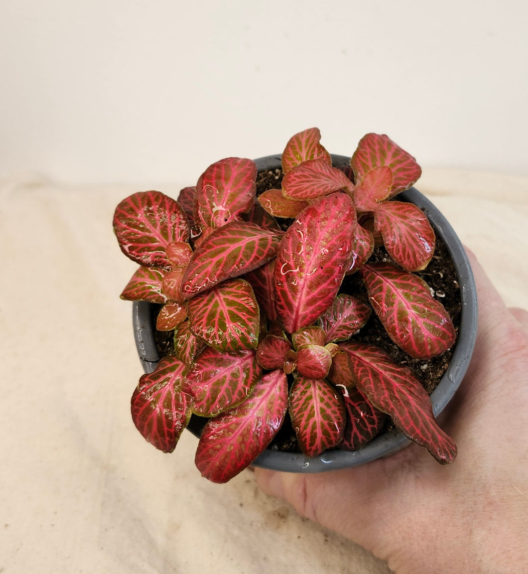 Fittonia St-Valentin⭐️