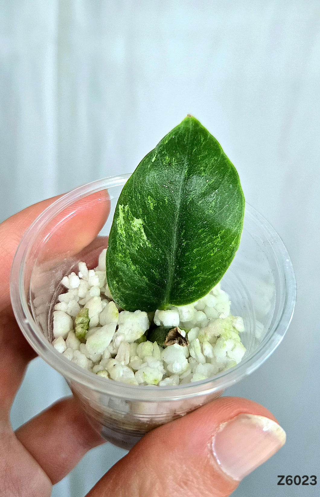 Rhaphidophora Hongkongensis Mint #Z6023