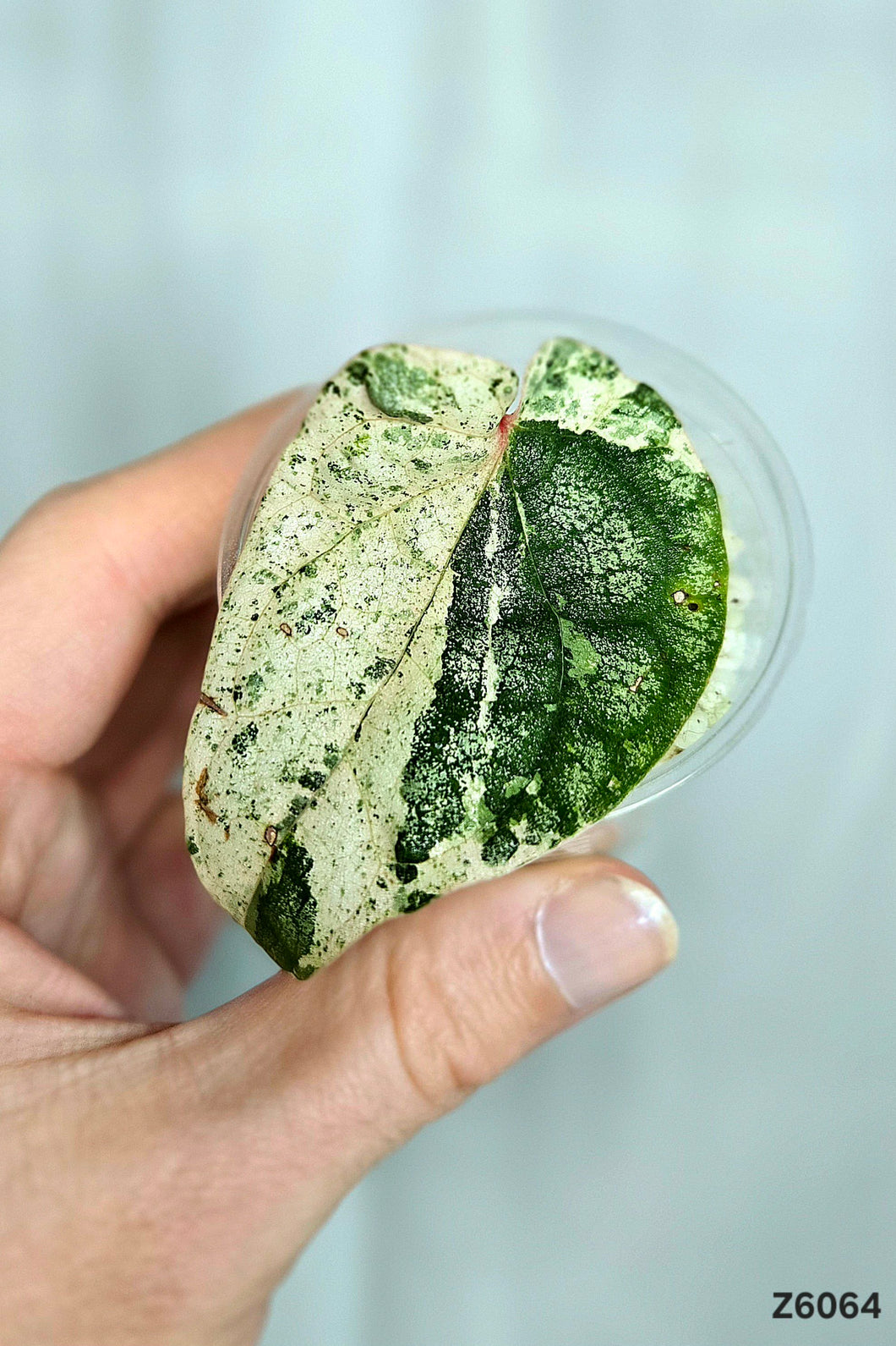 Piper Sylvaticum Variegata #Z6064