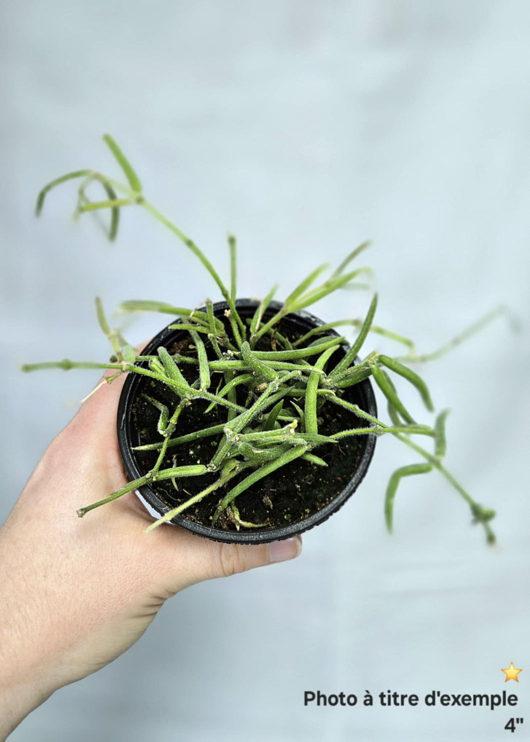 Hoya linearis ⭐️
