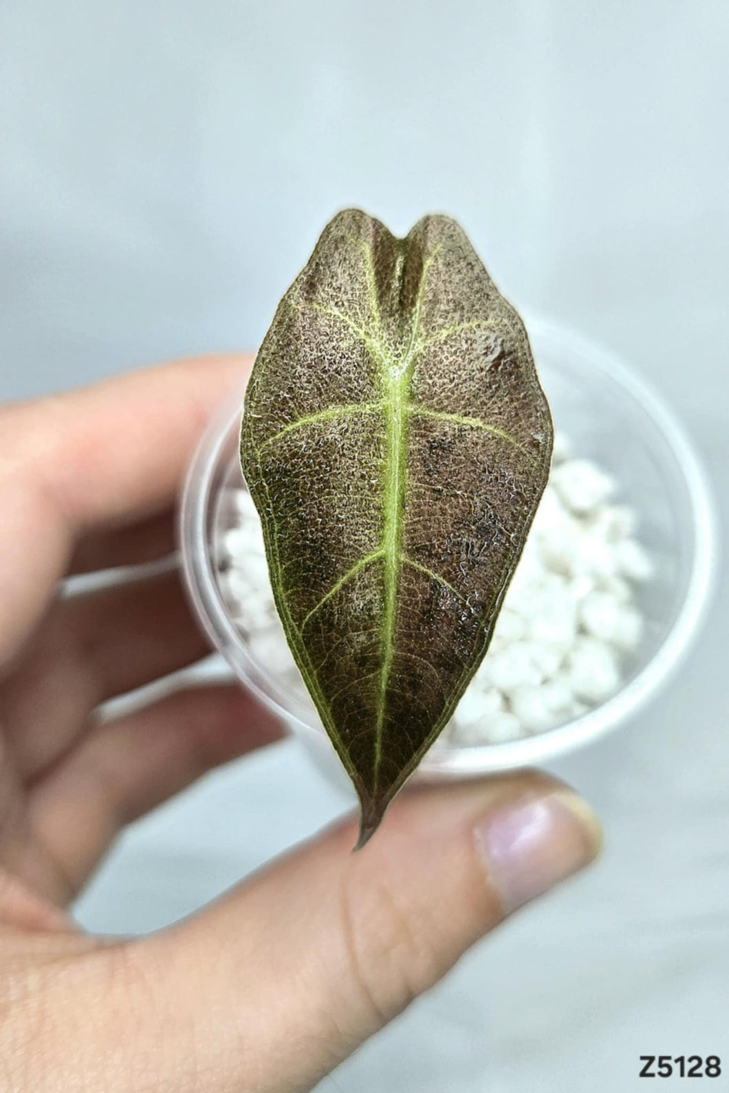 Alocasia Amazonica Pink Albo #Z5128