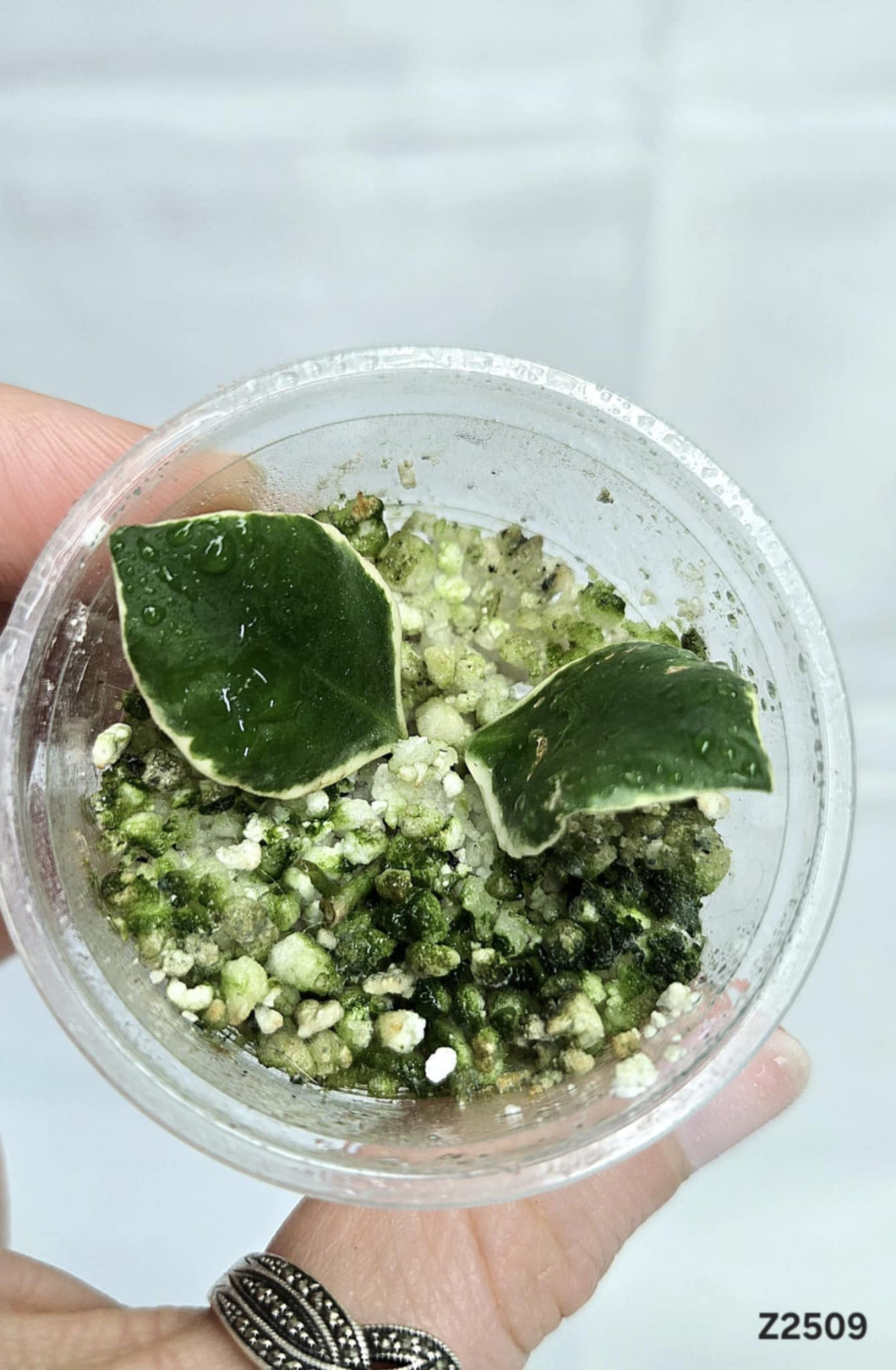 Hoya Heuschkeliana Albo ⭐️ #Z2509