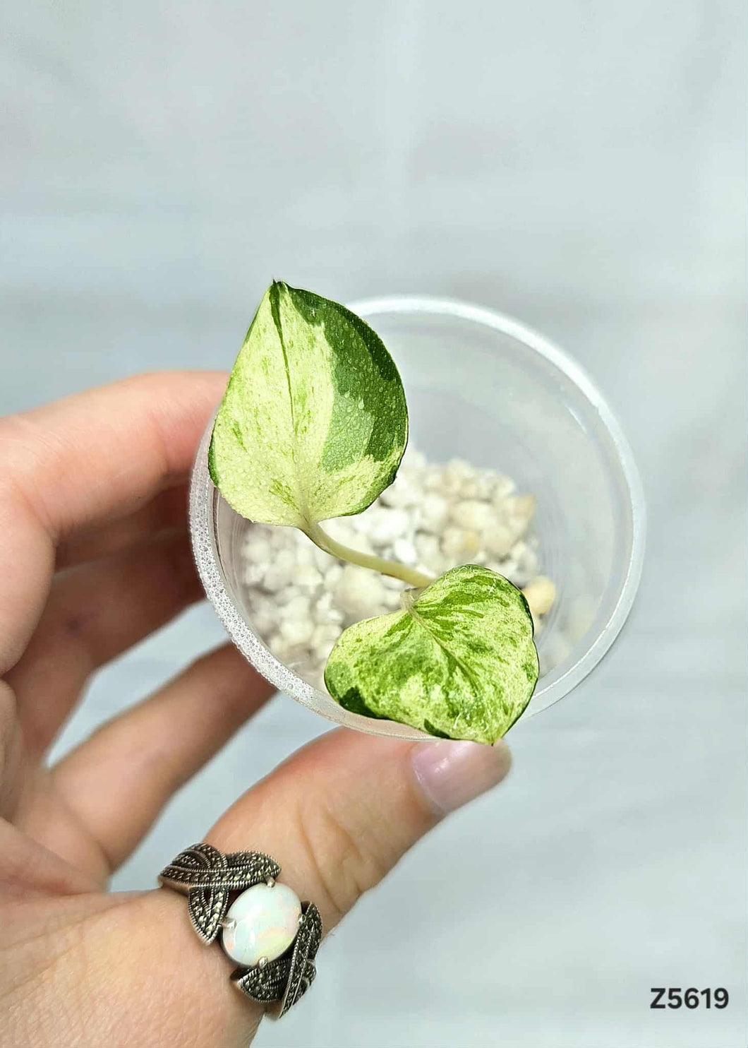 Pothos Manjula #Z5619