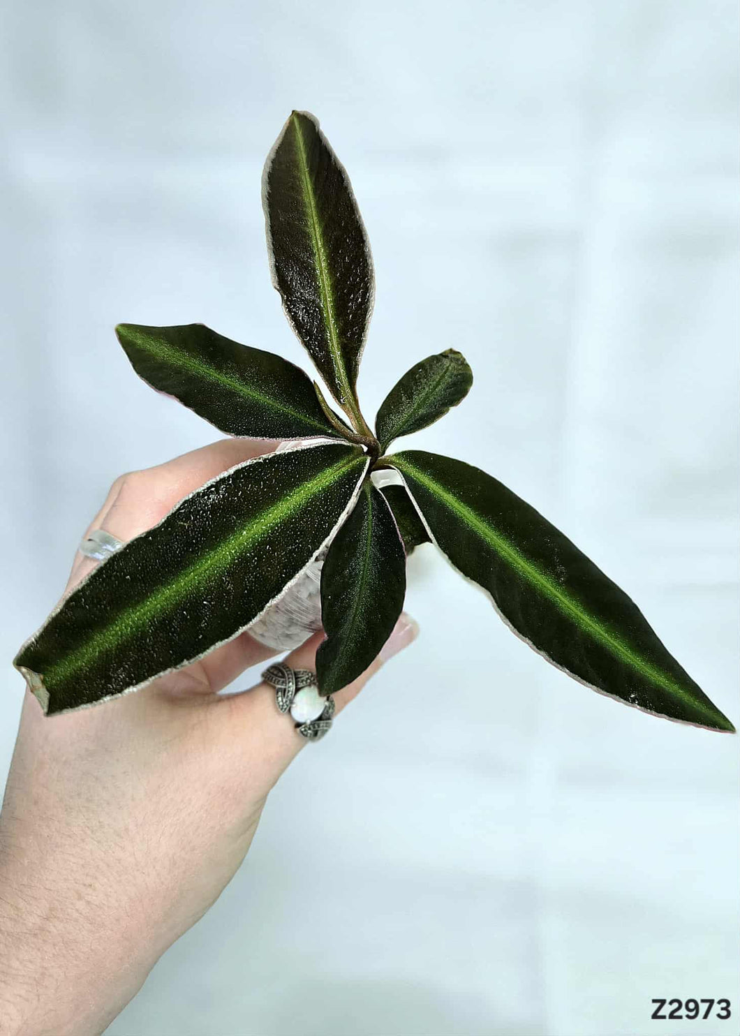Labisia Pumila #Z2973