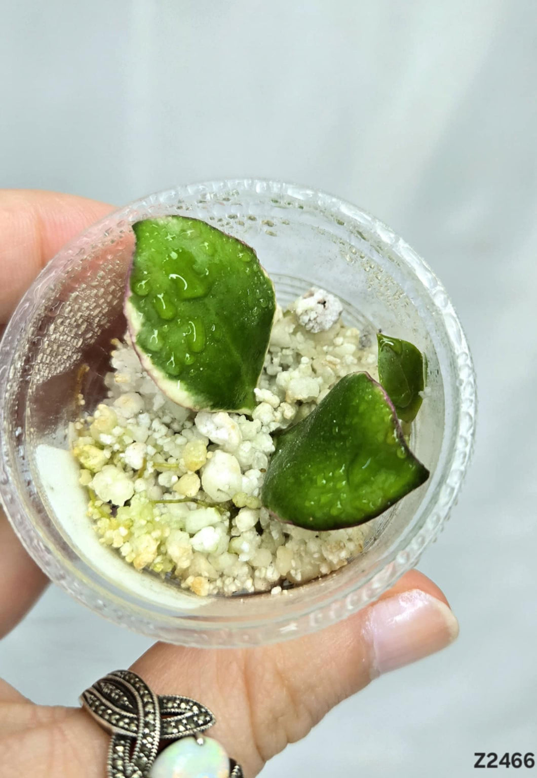 Hoya Heuschkeliana Albo ⭐️ #Z2466