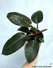 Load image into Gallery viewer, Philodendron black cardinal
