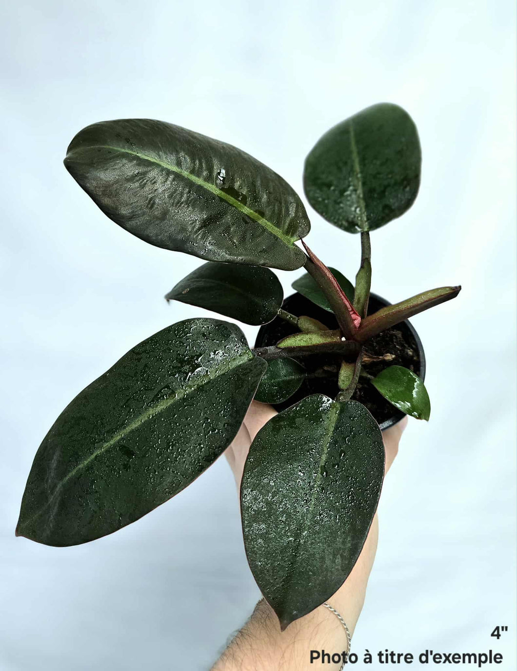 Philodendron black cardinal