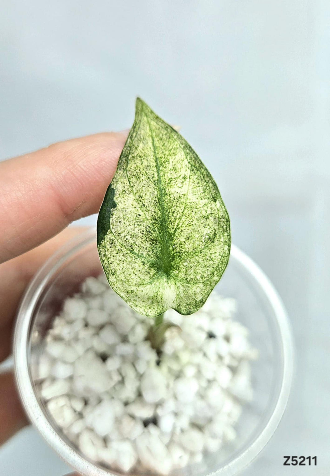 Alocasia Regal Shield Albo Mint #Z5211