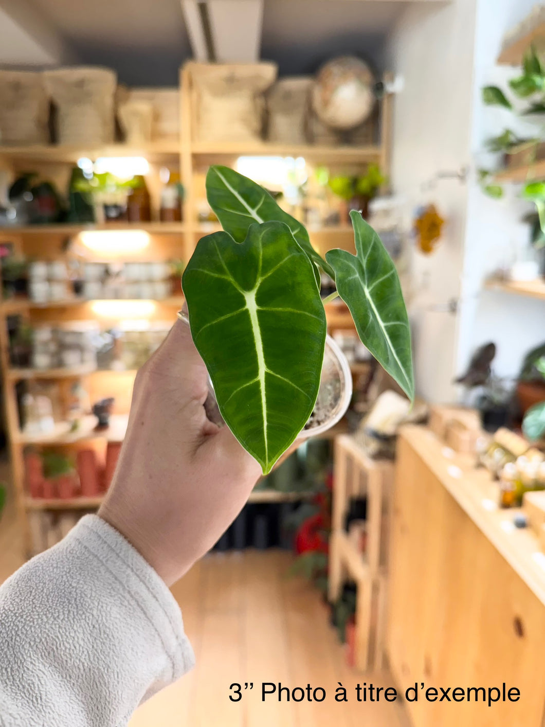 Alocasia frydek