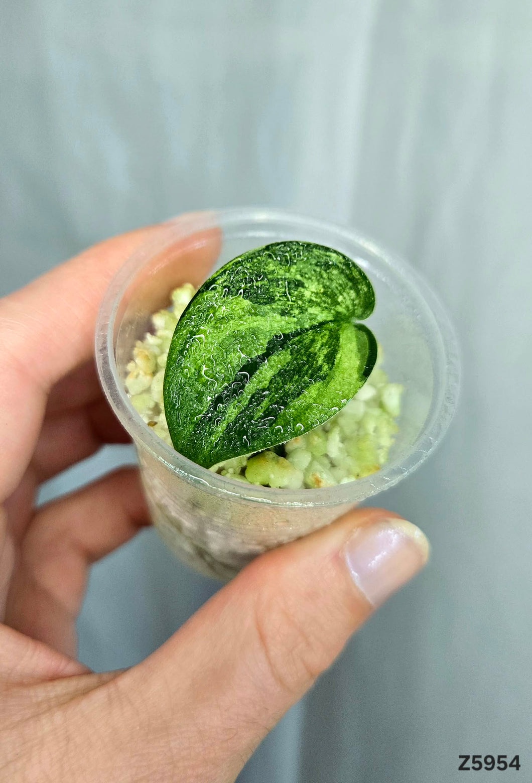 Scindapsus Jade Satin Variegata #Z5954