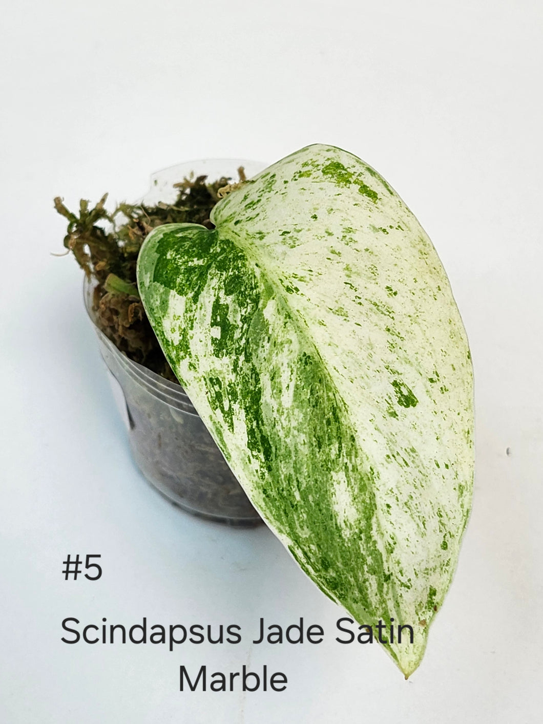 Scindapsus jade satin marble #5