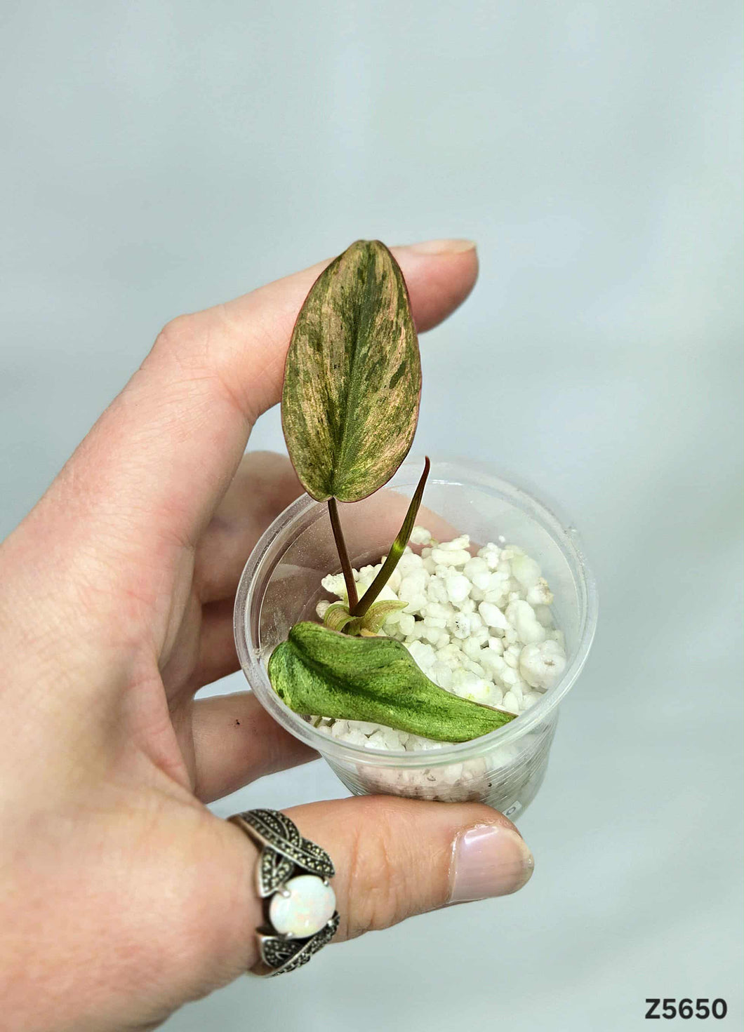 Philodendron Micans Mint #Z5650