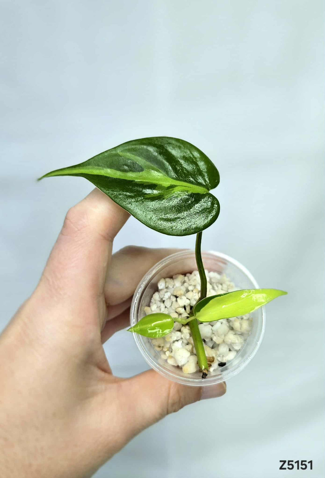 Philodendron Brazil #Z5151