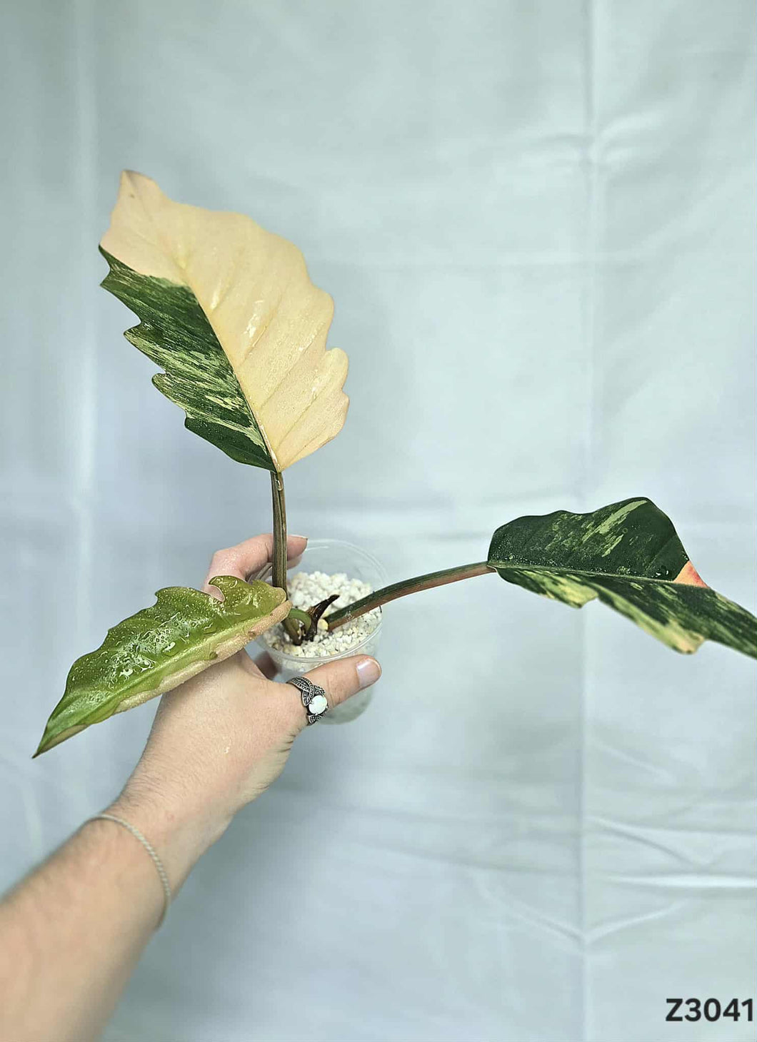 Philodendron Caramel Marble #Z3041