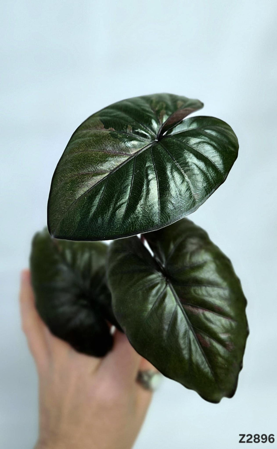 Alocasia Serendipity #Z2896