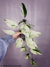 Charger l'image dans la galerie, Epipremnum Pinnatum Marble
