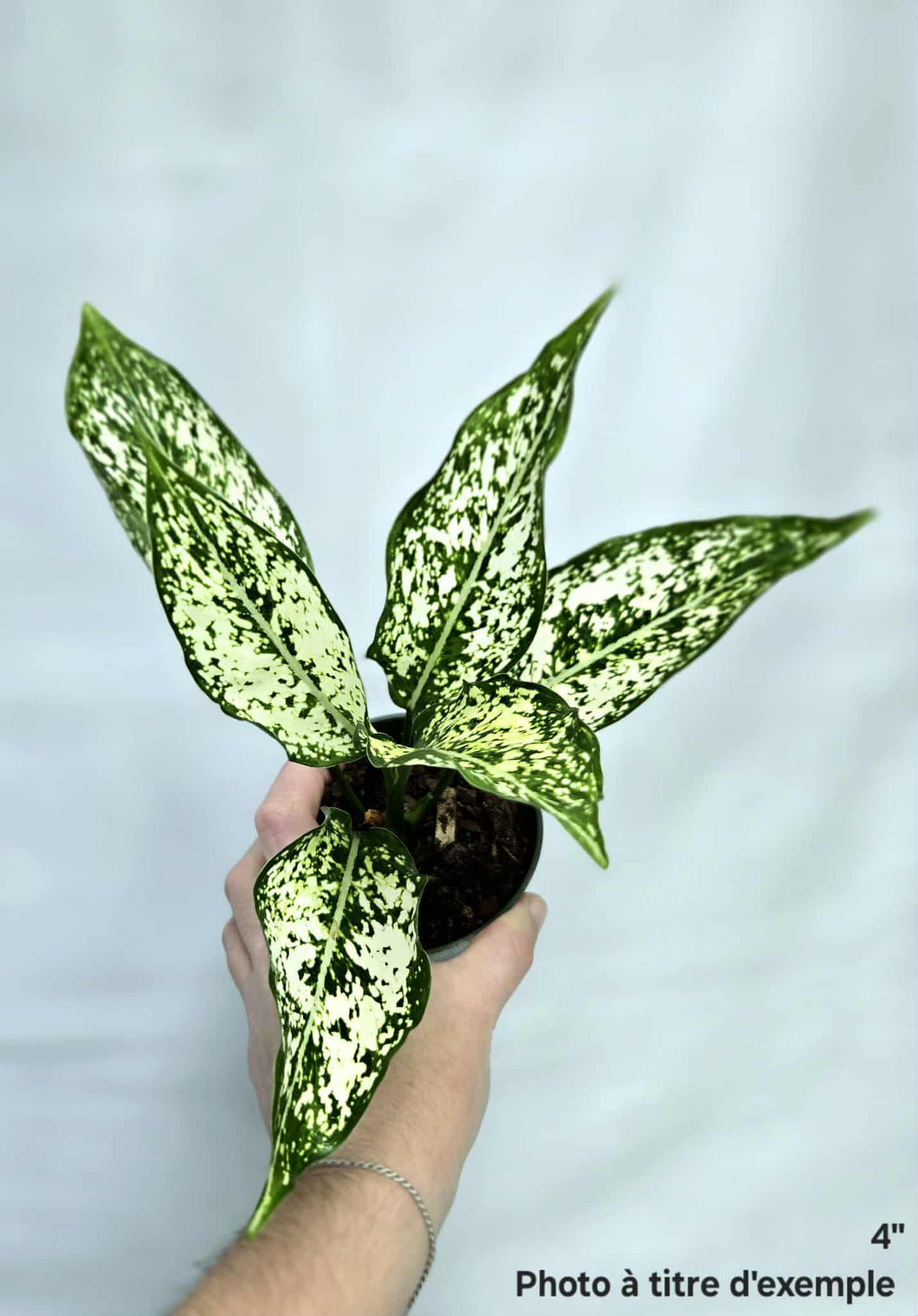 Aglaonema White dalmatian