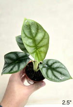 Charger l&#39;image dans la galerie, Alocasia Silver dragon
