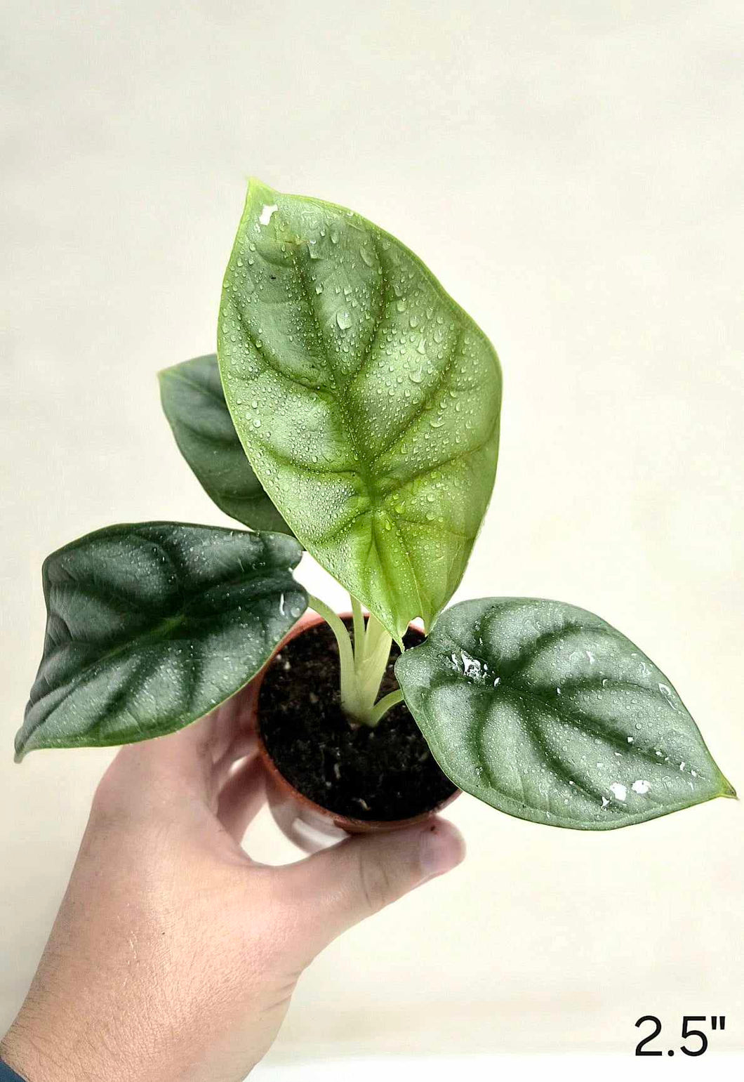 Alocasia Silver dragon