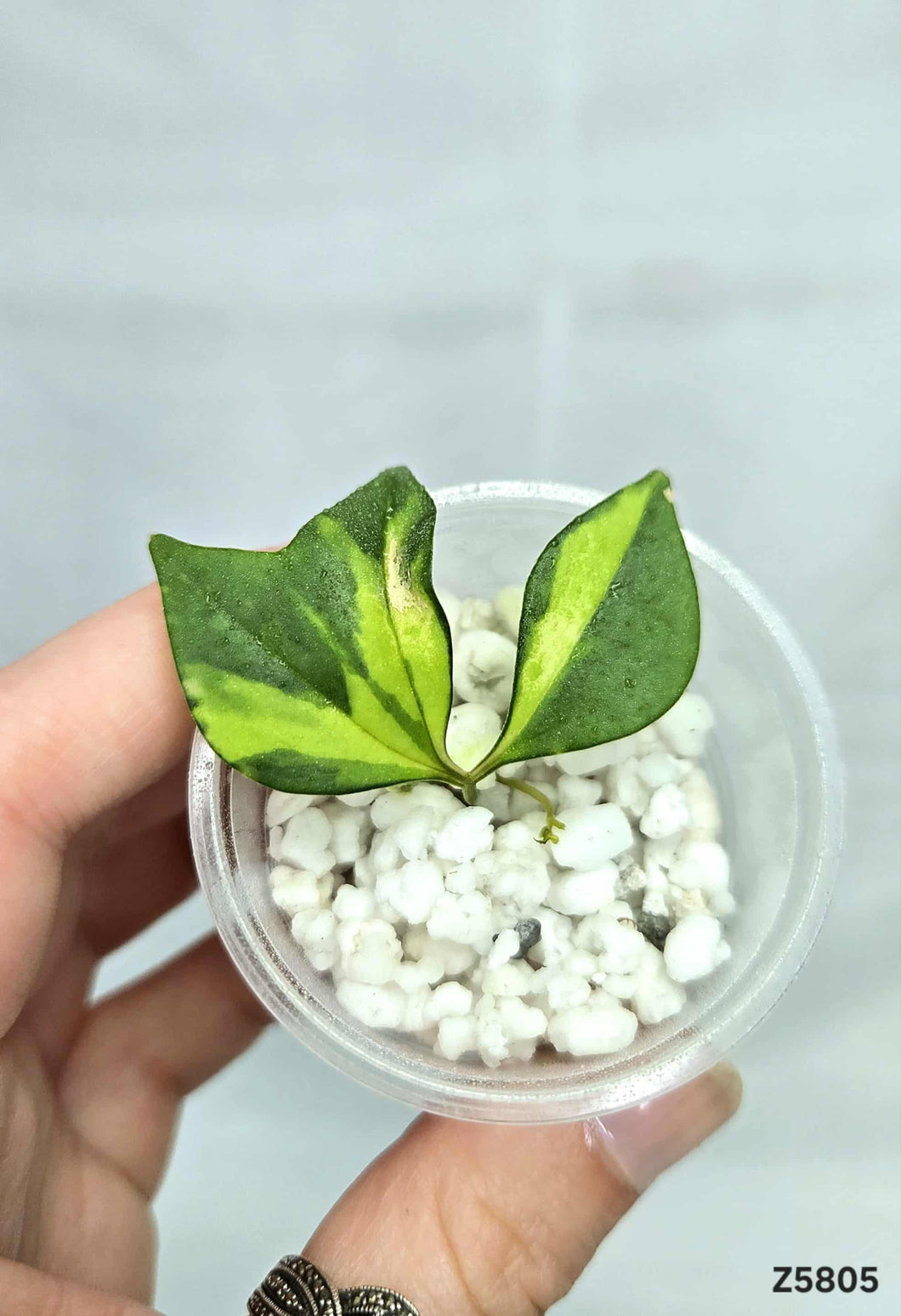Cissus Variegata #Z5805