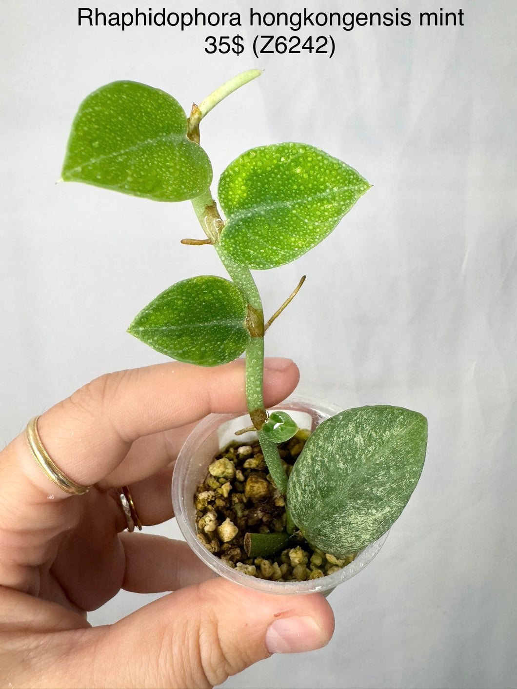 Rhaphidophora Hongkongensis Mint #Z6242