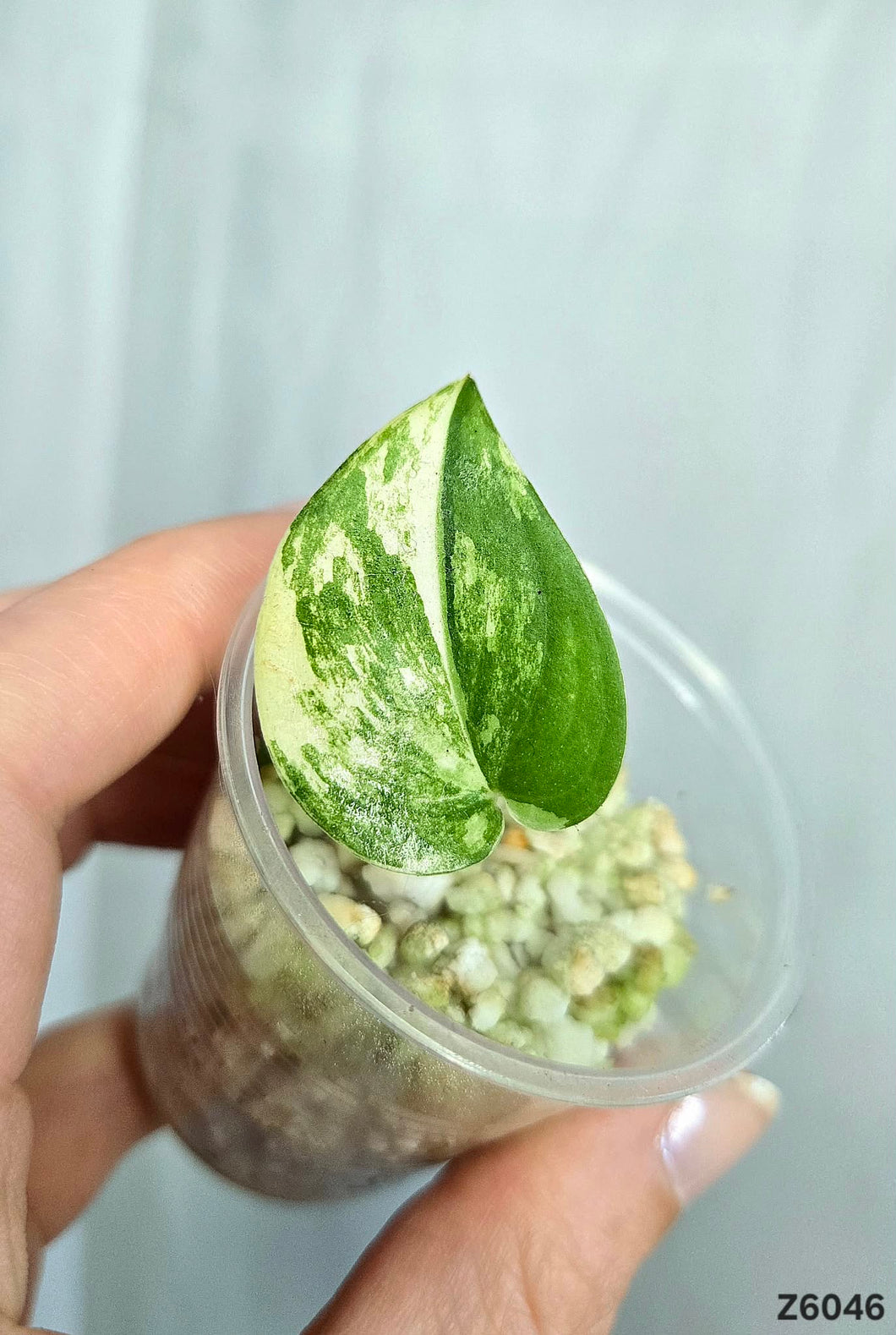 Scindapsus Jade Satin Variegata #Z6046