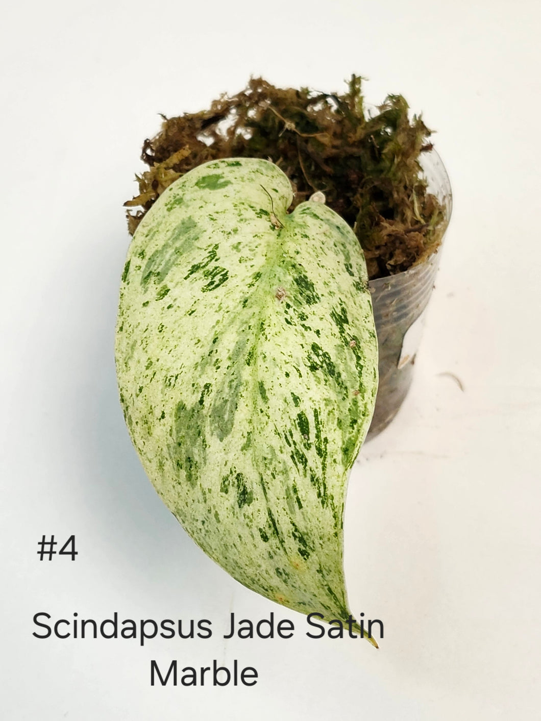 Scindapsus jade satin marble #4