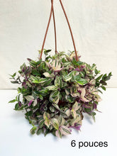 Charger l&#39;image dans la galerie, Tradescantia fluminensis tricolore
