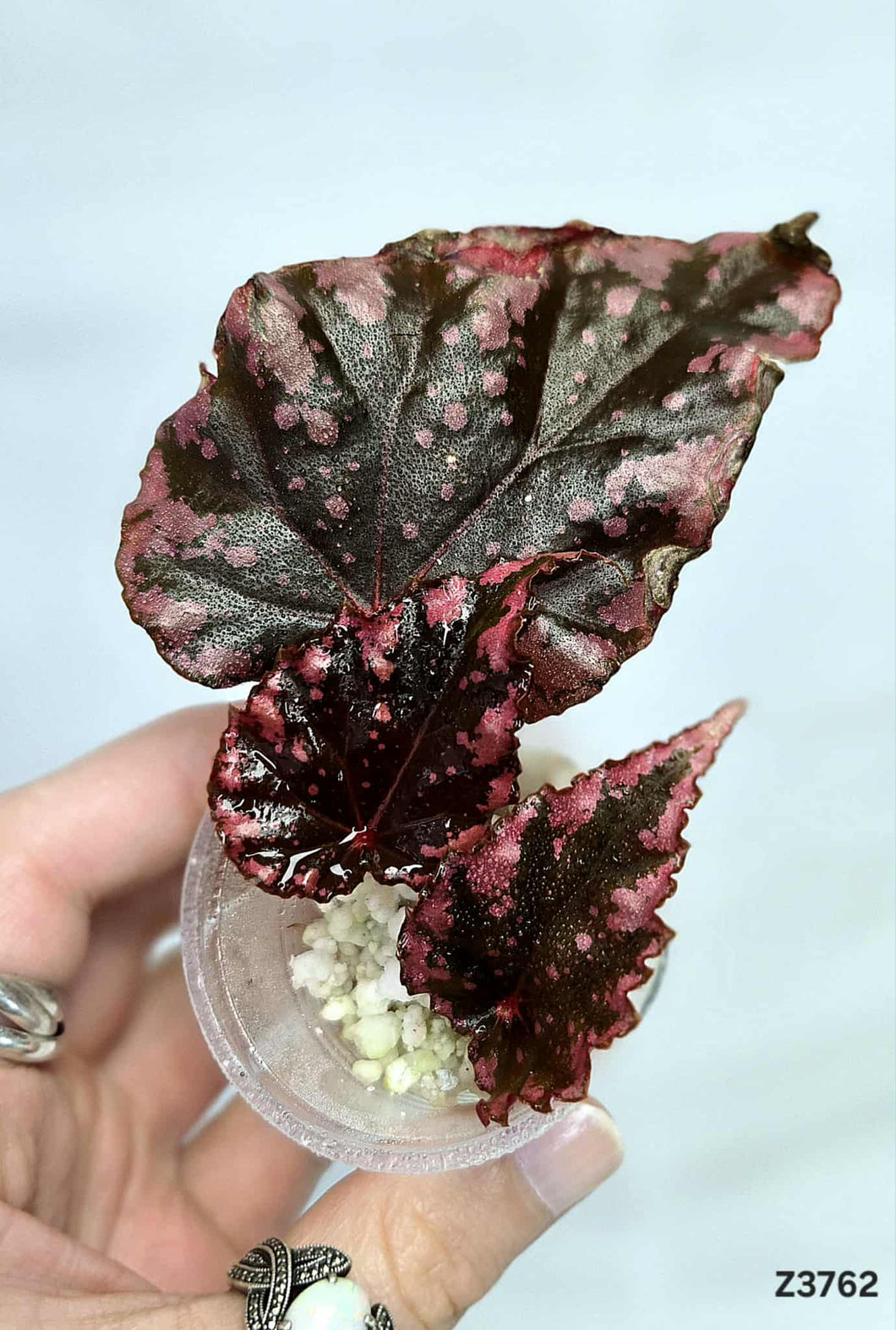 Bégonia Ignata Hybrid #Z3762
