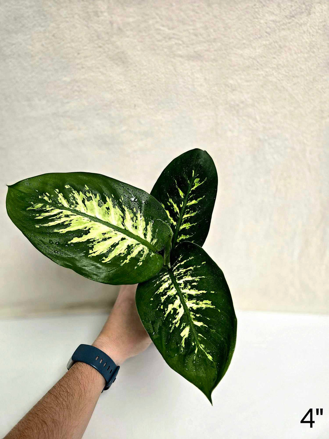 Dieffenbachia tropic snow
