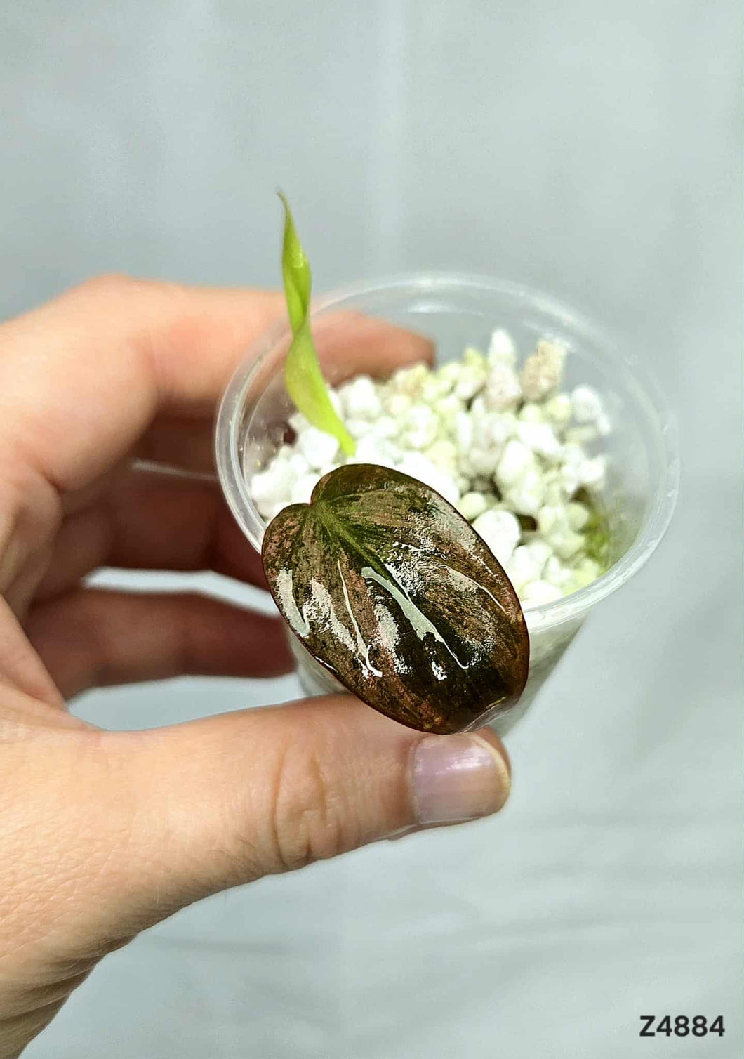 Philodendron Micans Mint #Z4884
