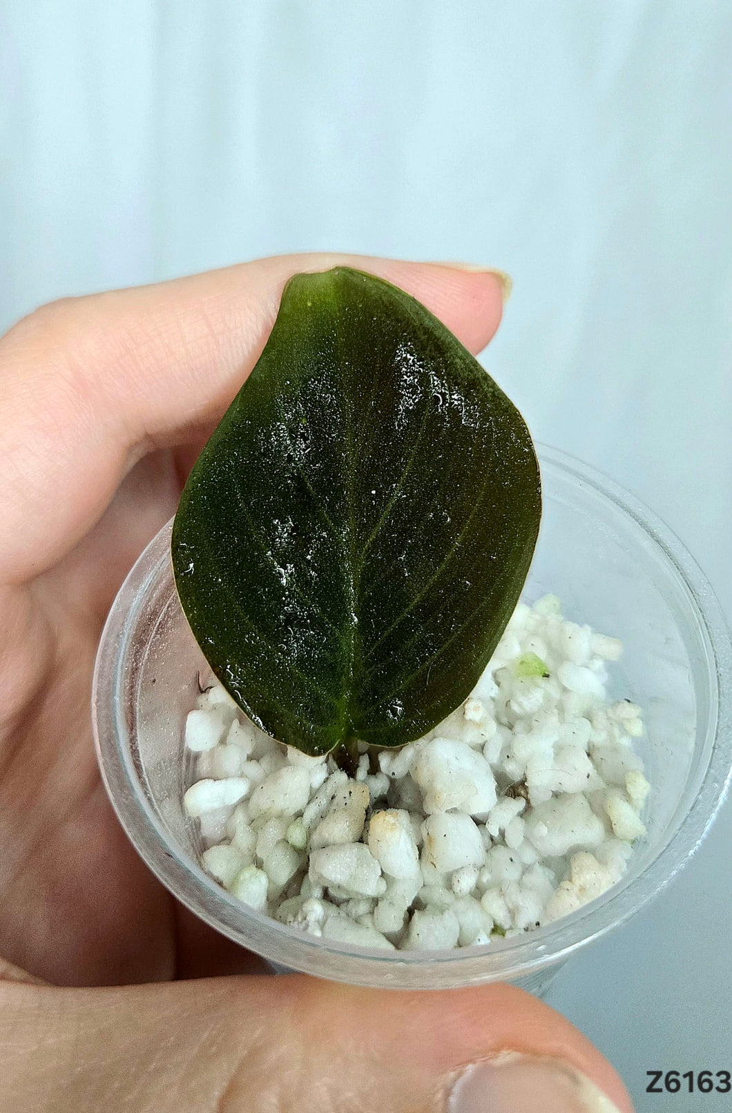 Aglaonema No Id #Z6163