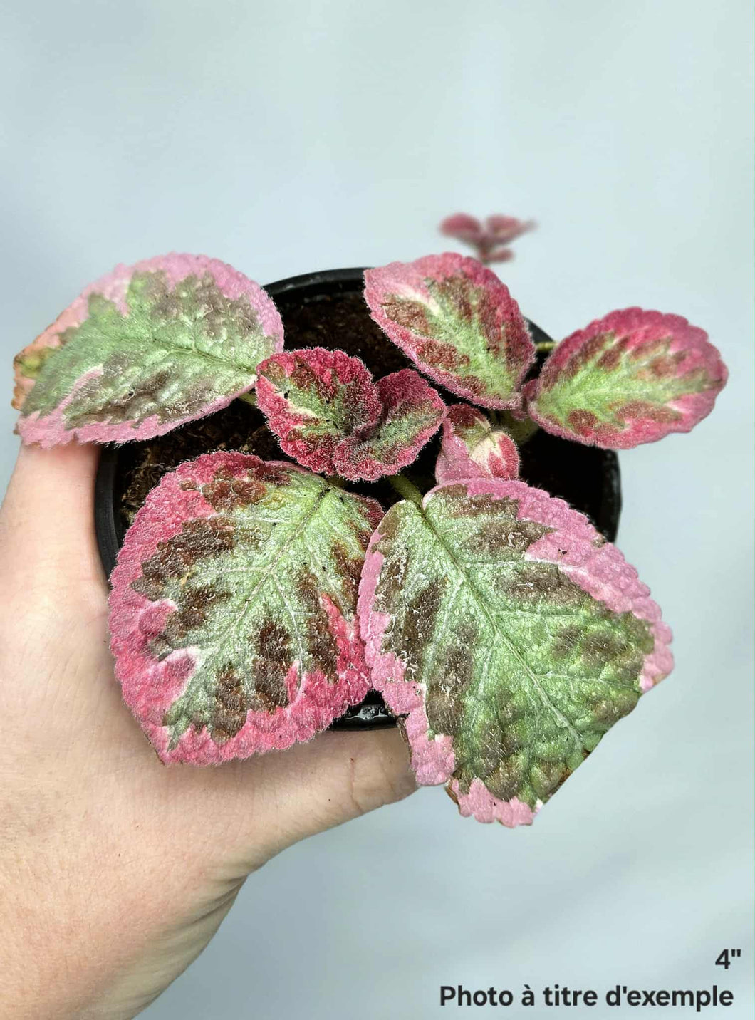 Episcia Pink brocade⭐️