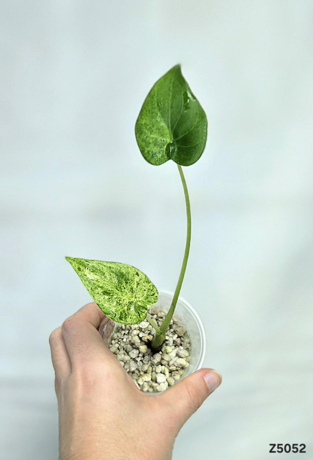 Alocasia Cucullata Mint #Z5052